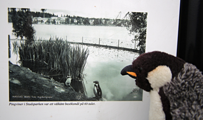 På 1960-talet fanns det pingviner i Stadsparken i Nässjö.